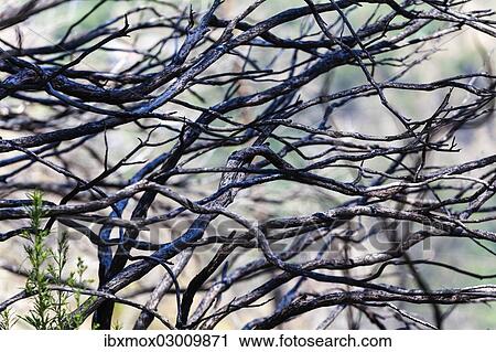 "Burnt trees near Pico dos Barcelos mountain, Funchal Pico dos Barcelos, Curral das Freiras, Ilha da Madeira, Portugal, Europe" View Large Photo Image Stock Image - "Burnt trees near Pico dos Barcelos mountain, Funchal Pico dos Barcelos, Curral das Freiras, Ilha da Madeira, Portugal, Europe". Fotosearch