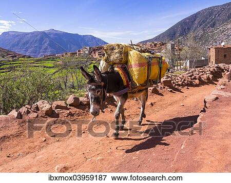 Stock Photo - "Burro or pack mule carrying a heavy load on a path in the Atlas Mountains, mud-brick village of Anammer at the back, Ourika Valley, Marrakech-Tensift-Al Haouz, Morocco, Africa". Fotosearch