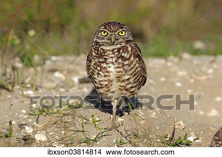 "Burrowing Owl (Athene cunicularia) adult, Florida, USA" View Large Photo Image Picture - "Burrowing Owl (Athene cunicularia) adult, Florida, USA". Fotosearch
