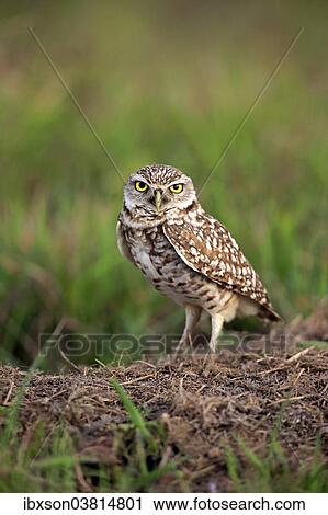 "Burrowing Owl (Athene cunicularia) adult, at den, Florida, United States, North America" View Large Photo Image Stock Image - "Burrowing Owl (Athene cunicularia) adult, at den, Florida, United States, North America". Fotosearch