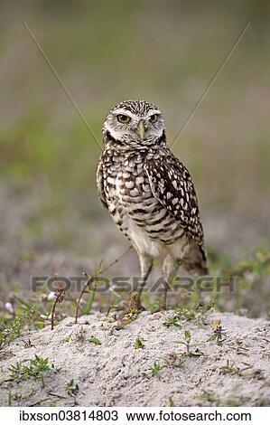 "Burrowing Owl (Athene cunicularia) adult, Florida, USA" View Large Photo Image Stock Image - "Burrowing Owl (Athene cunicularia) adult, Florida, USA". Fotosearch