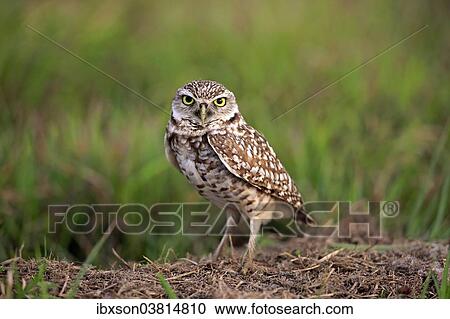 "Burrowing Owl (Athene cunicularia) adult, at den, Florida, United States, North America" View Large Photo Image Stock Image - "Burrowing Owl (Athene cunicularia) adult, at den, Florida, United States, North America". Fotosearch