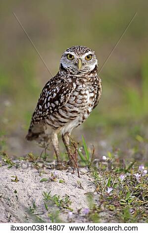 "Burrowing Owl (Athene cunicularia) adult, Florida, USA" View Large Photo Image Stock Photo - "Burrowing Owl (Athene cunicularia) adult, Florida, USA". Fotosearch