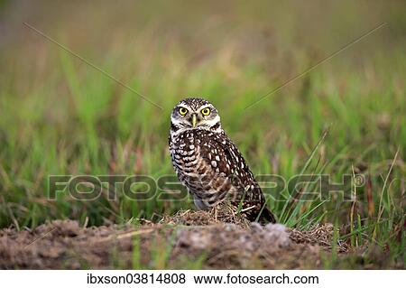 "Burrowing Owl (Athene cunicularia) adult, at den, Florida, United States, North America" View Large Photo Image Stock Photo - "Burrowing Owl (Athene cunicularia) adult, at den, Florida, United States, North America". Fotosearch