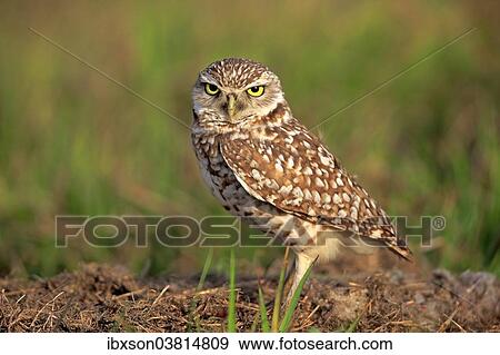 "Burrowing Owl (Athene cunicularia) adult, at den, Florida, United States, North America" View Large Photo Image Stock Photo - "Burrowing Owl (Athene cunicularia) adult, at den, Florida, United States, North America". Fotosearch