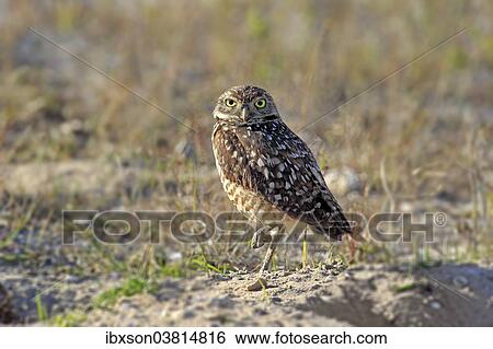 "Burrowing Owl (Athene cunicularia) adult, Florida, USA" View Large Photo Image Stock Photograph - "Burrowing Owl (Athene cunicularia) adult, Florida, USA". Fotosearch