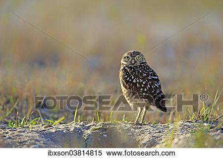"Burrowing Owl (Athene cunicularia) adult, Florida, USA" View Large Photo Image Stock Photography - "Burrowing Owl (Athene cunicularia) adult, Florida, USA". Fotosearch