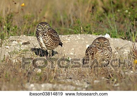 "Burrowing owls (Athene cunicularia) adult, at den, Florida, United States, North America" View Large Photo Image Stock Photo - "Burrowing owls (Athene cunicularia) adult, at den, Florida, United States, North America". Fotosearch