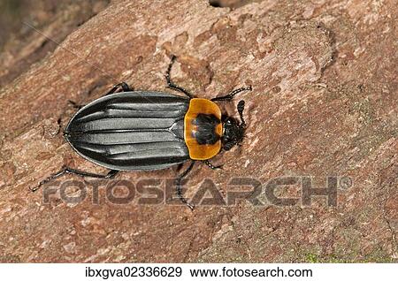 "Burying beetle or Carrion beetle (Oxelytrum discicolle), (Silphidae), Tandayapa region, Andean cloud forest, Ecuador, South America" View Large Photo Image Stock Photo - "Burying beetle or Carrion beetle (Oxelytrum discicolle), (Silphidae), Tandayapa region, Andean cloud forest, Ecuador, South America". Fotosearch