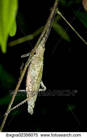 "Bush-cricket, Katydid (Tettigoniidae), camouflage, Tiputini rainforest, Yasuni National Park, Ecuador, South America" View Large Photo Image Stock Photography - "Bush-cricket, Katydid (Tettigoniidae), camouflage, Tiputini rainforest, Yasuni National Park, Ecuador, South America". Fotosearch