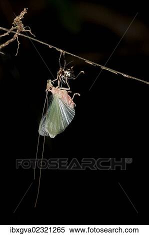 "Bush cricket or Katydid (Tettigoniidae) moulting, Tiputini, rainforest, Yasuni National Park, Ecuador, South America" View Large Photo Image Stock Photography - "Bush cricket or Katydid (Tettigoniidae) moulting, Tiputini, rainforest, Yasuni National Park, Ecuador, South America". Fotosearch
