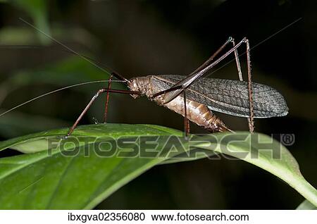 Stock Image - "Bush-cricket (Pseudophyllinae spec. ), Tiputini rainforest, Yasuni National Park, Ecuador, South America". Fotosearch