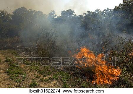 "Bush fire with heavy smoke emission, Chitwan National Park, Nepal, Asia" View Large Photo Image Picture - "Bush fire with heavy smoke emission, Chitwan National Park, Nepal, Asia". Fotosearch