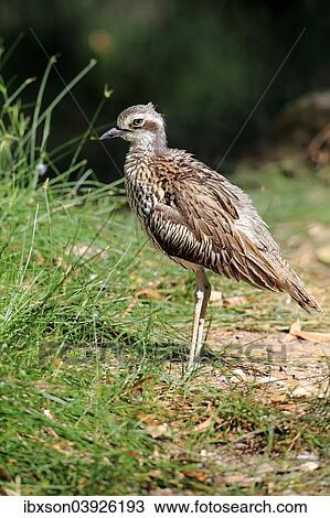 "Bush Stone-curlew (Burhinus grallarius), adult, Australia, Oceania" View Large Photo Image Stock Image - "Bush Stone-curlew (Burhinus grallarius), adult, Australia, Oceania". Fotosearch
