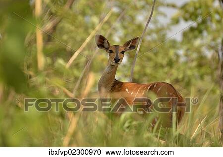 "Bushbuck (Tragelaphus scriptus), female, Bouba-Ndjida National Park, Cameroon, Central Africa, Africa" View Large Photo Image Stock Image - "Bushbuck (Tragelaphus scriptus), female, Bouba-Ndjida National Park, Cameroon, Central Africa, Africa". Fotosearch