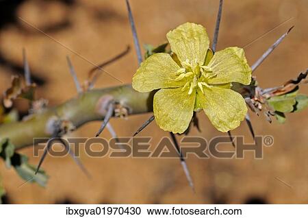 "Bushman candle (Sarcocaulon heritieri), Goegap Nature Reserve, Namaqualand, South Africa, Africa" View Large Photo Image Stock Image - "Bushman candle (Sarcocaulon heritieri), Goegap Nature Reserve, Namaqualand, South Africa, Africa". Fotosearch