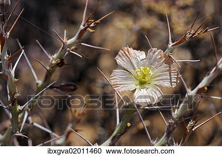 "Bushman's Candle (Sarcocaulon herrei), Goegap Nature Reserve, Namaqualand, South Africa, Africa" View Large Photo Image Stock Image - "Bushman's Candle (Sarcocaulon herrei), Goegap Nature Reserve, Namaqualand, South Africa, Africa". Fotosearch