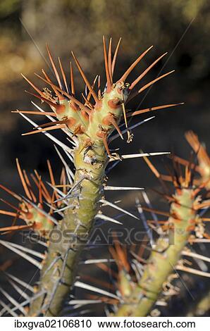 Stock Image - "Bushman's Candle (Sarcocaulon sp. ), Goegap Nature Reserve, Namaqualand, South Africa, Africa". Fotosearch