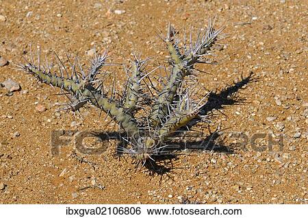 "Bushman's Candle (Sarcocaulon sp. ), Goegap Nature Reserve, Namaqualand, South Africa, Africa" View Large Photo Image Stock Photograph - "Bushman's Candle (Sarcocaulon sp. ), Goegap Nature Reserve, Namaqualand, South Africa, Africa". Fotosearch