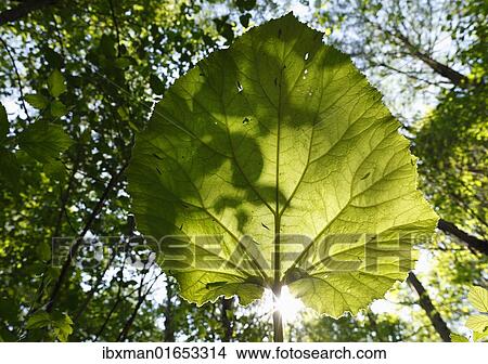 "Butterbur (Petasites hybridus syn. Petasites officinalis), Germany, Europe" View Large Photo Image Picture - "Butterbur (Petasites hybridus syn. Petasites officinalis), Germany, Europe". Fotosearch