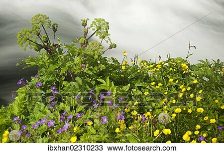"Buttercups (Ranunculus acris) and Meadow Cranesbill (Geranium pratense) at a torrent, Joekulsargljufur National Park, Iceland, Europe" View Large Photo Image Stock Image - "Buttercups (Ranunculus acris) and Meadow Cranesbill (Geranium pratense) at a torrent, Joekulsargljufur National Park, Iceland, Europe". Fotosearch