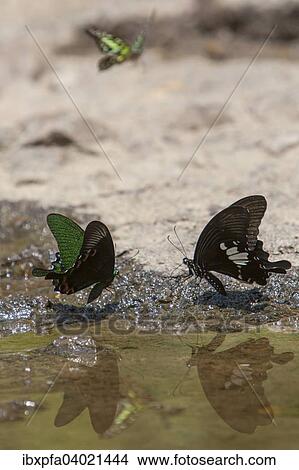 "Butterflies (Papilio palinurus) in Khao Yai National Park, Thailand, Asia" View Large Photo Image Picture - "Butterflies (Papilio palinurus) in Khao Yai National Park, Thailand, Asia". Fotosearch