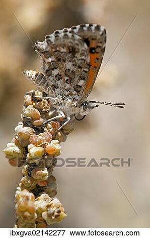 "Butterfly of the South African species of the genus Aloeides, Knersvlakte, Western Cape, Namaqualand, South Africa, Afirca, Africa" View Large Photo Image Stock Photo - "Butterfly of the South African species of the genus Aloeides, Knersvlakte, Western Cape, Namaqualand, South Africa, Afirca, Africa". Fotosearch