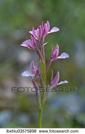 "Butterfly Orchid (Orchis papilionacea), Kerkini, Central Macedonia, Greece, Europe" View Large Photo Image Stock Photo - "Butterfly Orchid (Orchis papilionacea), Kerkini, Central Macedonia, Greece, Europe". Fotosearch