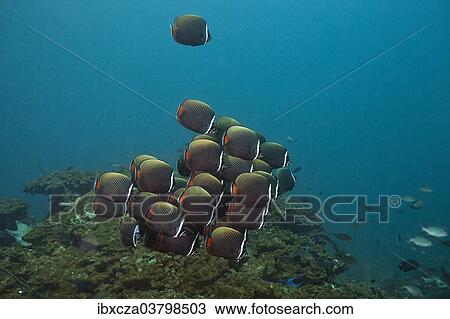 "Butterflyfish (Chaetodon collare), Gulf of Oman, Oman, Asia" View Large Photo Image Stock Image - "Butterflyfish (Chaetodon collare), Gulf of Oman, Oman, Asia". Fotosearch