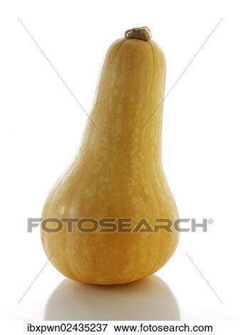 Butternut Squash View Large Photo Image Stock Photo - Butternut Squash. Fotosearch