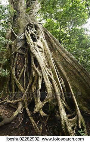 "Buttress roots of the Stranger Fig (Ficus subgenus Urostigma) in the Rincon de La Vieja National Park, Guanacaste, Costa Rica, Central America, North America" View Large Photo Image Stock Image - "Buttress roots of the Stranger Fig (Ficus subgenus Urostigma) in the Rincon de La Vieja National Park, Guanacaste, Costa Rica, Central America, North America". Fotosearch