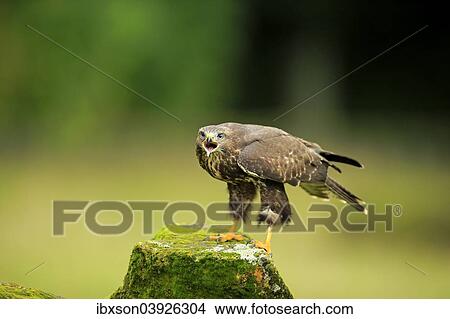 "Buzzard (Buteo buteo) adult, calling, on perch, Eifel, Germany, Europe" View Large Photo Image Picture - "Buzzard (Buteo buteo) adult, calling, on perch, Eifel, Germany, Europe". Fotosearch