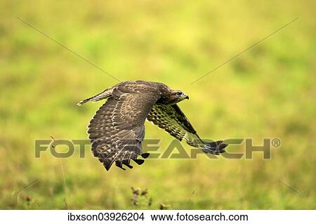 "Buzzard (Buteo buteo), adult, in flight, Eifel, Germany, Europe" View Large Photo Image Picture - "Buzzard (Buteo buteo), adult, in flight, Eifel, Germany, Europe". Fotosearch