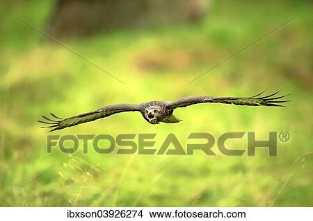 "Buzzard (Buteo buteo), adult, in flight, Eifel, Germany, Europe" View Large Photo Image Picture - "Buzzard (Buteo buteo), adult, in flight, Eifel, Germany, Europe". Fotosearch
