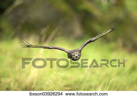 Picture - "Buzzard (Buteo buteo), adult, in flight, Eifel, Germany, Europe". Fotosearch