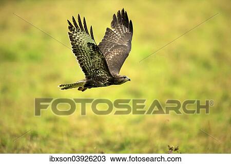 "Buzzard (Buteo buteo), adult, in flight, Eifel, Germany, Europe" View Large Photo Image Stock Image - "Buzzard (Buteo buteo), adult, in flight, Eifel, Germany, Europe". Fotosearch