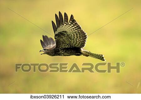 "Buzzard (Buteo buteo), adult, in flight, Eifel, Germany, Europe" View Large Photo Image Stock Image - "Buzzard (Buteo buteo), adult, in flight, Eifel, Germany, Europe". Fotosearch