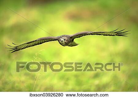 "Buzzard (Buteo buteo), adult, in flight, Eifel, Germany, Europe" View Large Photo Image Stock Image - "Buzzard (Buteo buteo), adult, in flight, Eifel, Germany, Europe". Fotosearch