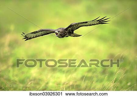 "Buzzard (Buteo buteo), adult, in flight, Eifel, Germany, Europe" View Large Photo Image Stock Image - "Buzzard (Buteo buteo), adult, in flight, Eifel, Germany, Europe". Fotosearch