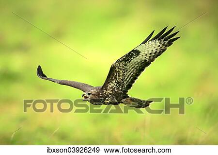 "Buzzard (Buteo buteo), adult, in flight, Eifel, Germany, Europe" View Large Photo Image Stock Photo - "Buzzard (Buteo buteo), adult, in flight, Eifel, Germany, Europe". Fotosearch