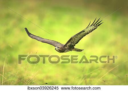 "Buzzard (Buteo buteo), adult, in flight, Eifel, Germany, Europe" View Large Photo Image Stock Photography - "Buzzard (Buteo buteo), adult, in flight, Eifel, Germany, Europe". Fotosearch