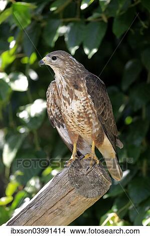 "Buzzard (Buteo buteo), adult on perch, Western Cape, South Africa, Africa" View Large Photo Image Picture - "Buzzard (Buteo buteo), adult on perch, Western Cape, South Africa, Africa". Fotosearch