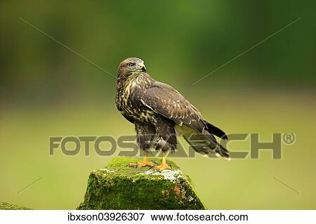 "Buzzard (Buteo buteo) adult, on perch, Eifel, Germany, Europe" View Large Photo Image Stock Photo - "Buzzard (Buteo buteo) adult, on perch, Eifel, Germany, Europe". Fotosearch