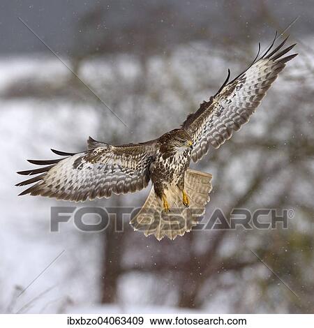 "Buzzard (Buteo buteo), dark form, in flight with light snowfall, Swabian Alb Biosphere Reserve, Baden-Wurttemberg, Germany, Europe" View Large Photo Image Stock Photo - "Buzzard (Buteo buteo), dark form, in flight with light snowfall, Swabian Alb Biosphere Reserve, Baden-Wurttemberg, Germany, Europe". Fotosearch