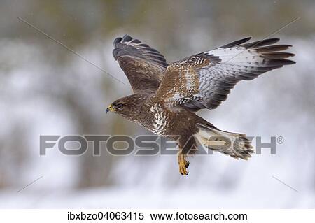 "Buzzard (Buteo buteo), dark form, in flight, Swabian Alb Biosphere Reserve, Baden-Wurttemberg, Germany, Europe" View Large Photo Image Stock Photography - "Buzzard (Buteo buteo), dark form, in flight, Swabian Alb Biosphere Reserve, Baden-Wurttemberg, Germany, Europe". Fotosearch