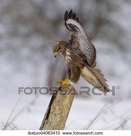 "Buzzard (Buteo buteo), dark form, landing on a willow pole, Swabian Alb Biosphere Reserve, Baden-Wurttemberg, Germany, Europe" View Large Photo Image Stock Image - "Buzzard (Buteo buteo), dark form, landing on a willow pole, Swabian Alb Biosphere Reserve, Baden-Wurttemberg, Germany, Europe". Fotosearch