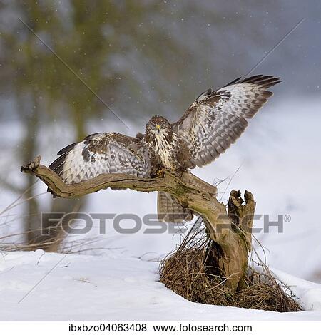 "Buzzard (Buteo buteo), dark form, landing on a branch with light snow, Swabian Alb Biosphere Reserve, Baden-Wurttemberg, Germany, Europe" View Large Photo Image Stock Photo - "Buzzard (Buteo buteo), dark form, landing on a branch with light snow, Swabian Alb Biosphere Reserve, Baden-Wurttemberg, Germany, Europe". Fotosearch