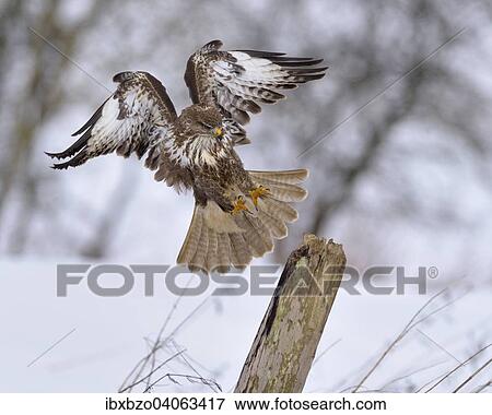 "Buzzard (Buteo buteo), dark form, landing on a willow pole, Swabian Alb Biosphere Reserve, Baden-Wurttemberg, Germany, Europe" View Large Photo Image Stock Photo - "Buzzard (Buteo buteo), dark form, landing on a willow pole, Swabian Alb Biosphere Reserve, Baden-Wurttemberg, Germany, Europe". Fotosearch