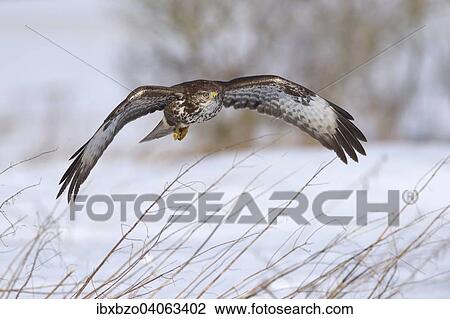 "Buzzard (Buteo buteo) in flight over a snow-covered landscape, Swabian Alb Biosphere Reserve, Baden-Wurttemberg, Germany, Europe" View Large Photo Image Stock Image - "Buzzard (Buteo buteo) in flight over a snow-covered landscape, Swabian Alb Biosphere Reserve, Baden-Wurttemberg, Germany, Europe". Fotosearch