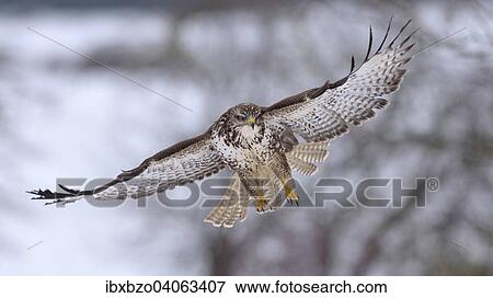 "Buzzard (Buteo buteo) in flight, Swabian Alb Biosphere Reserve, Baden-Wurttemberg, Germany, Europe" View Large Photo Image Stock Photo - "Buzzard (Buteo buteo) in flight, Swabian Alb Biosphere Reserve, Baden-Wurttemberg, Germany, Europe". Fotosearch
